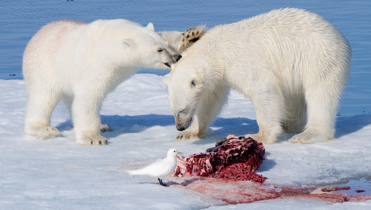Arktis: Eisbären sind wichtige Futterlieferanten für andere