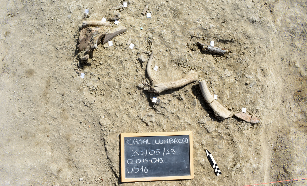 Eine Waldelefanten-Schlachtstätte in Rom