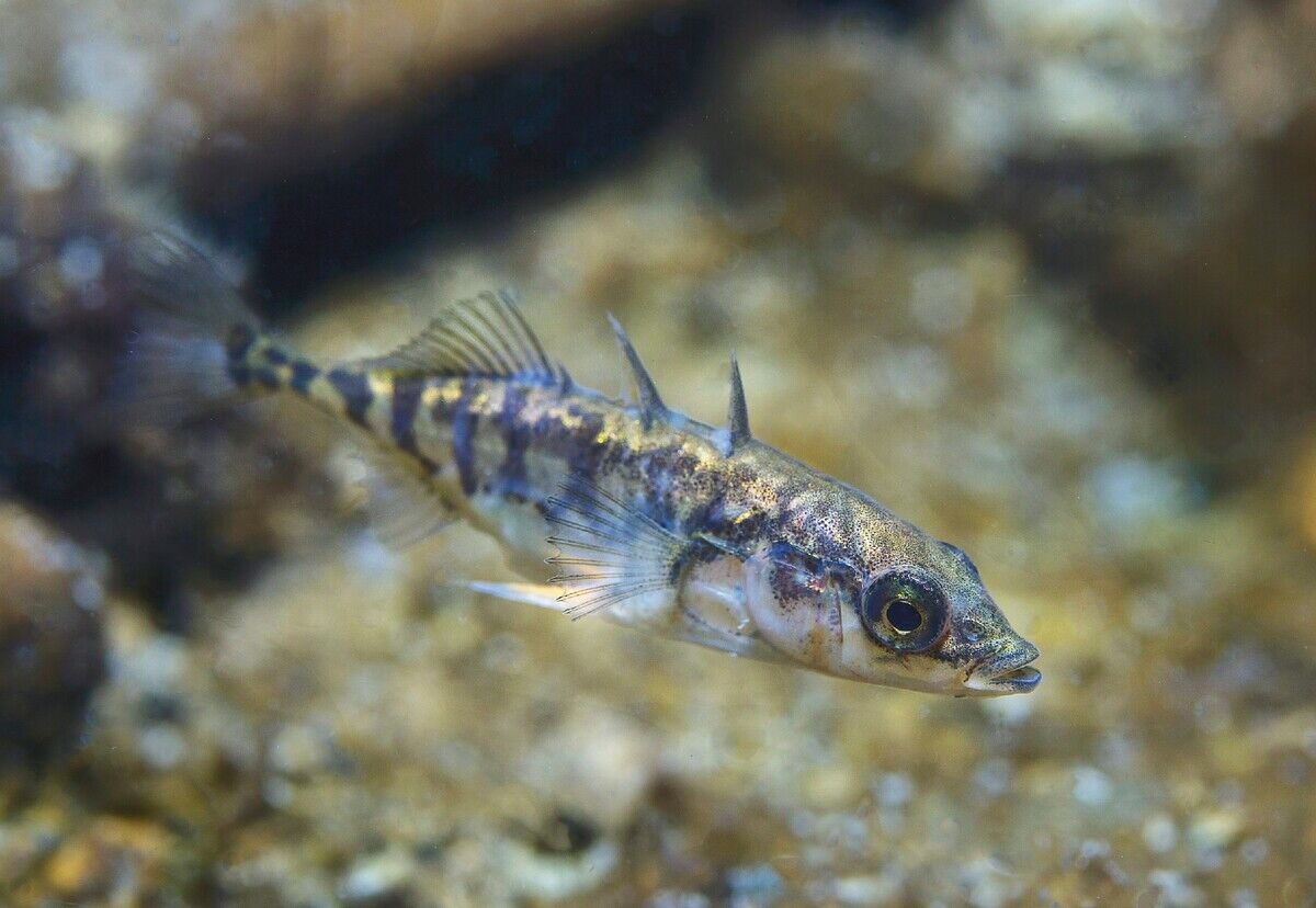 Stichlinge: Erstaunlicher kleiner Fisch