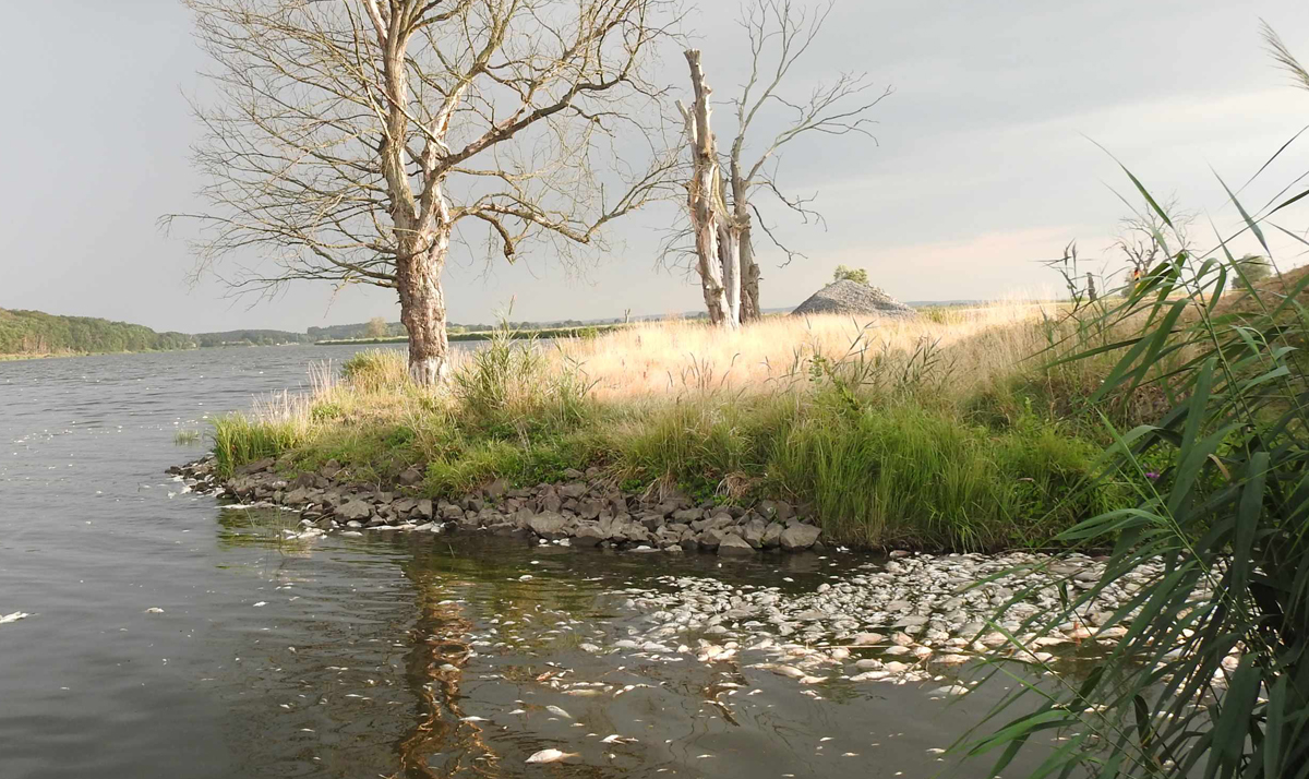 Fische reagierten unterschiedlich auf das Algen-Gift