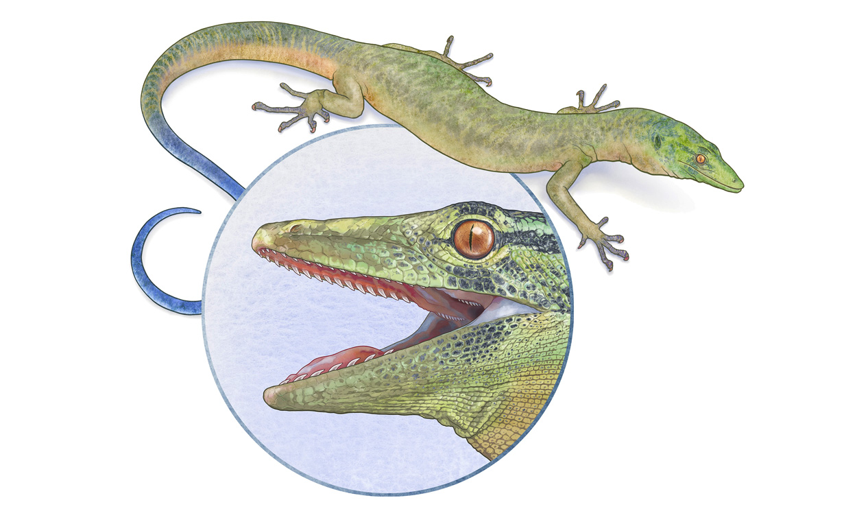 Fossile Mischung aus Schlange und Eidechse