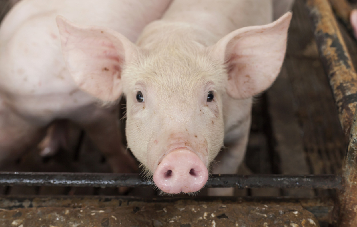 Genmanipulation macht Schweine resistent gegen Schweinepest
