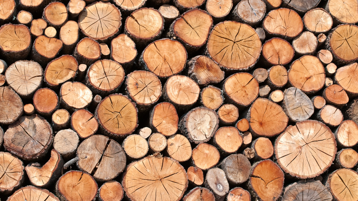 Holz statt Plastik: Wie Holz zu Hightech werden kann