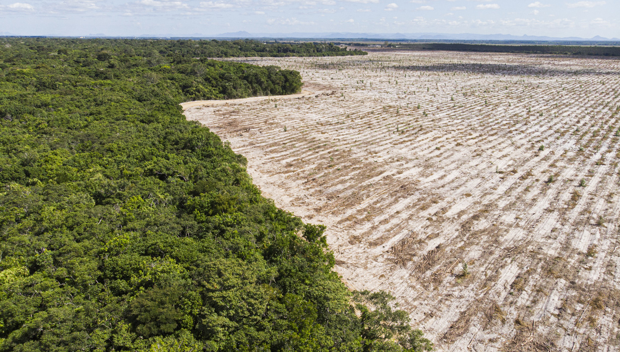 Mehr Schein als Wald: Nur wenige Waldschutzprojekte erreichen ihre Ziele
