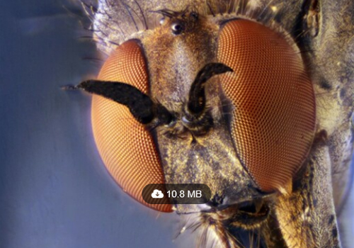Passfoto einer Fliege