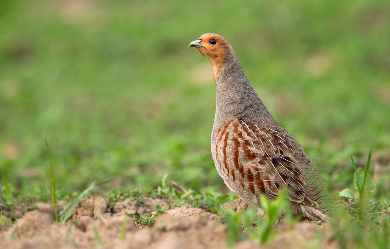 Rebhuhn – vom häufigen Feldvogel zur bedrohten Rarität