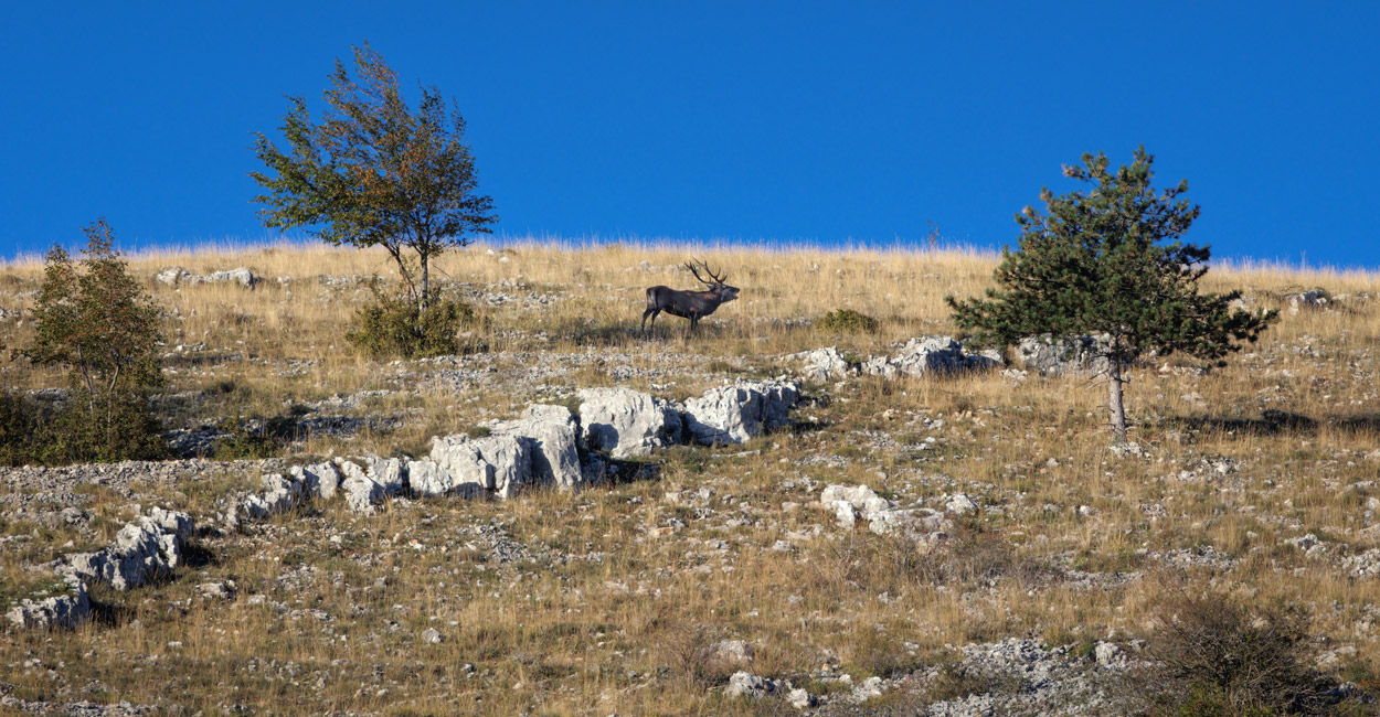 Steinzeitliche Jagdfallen an der Adria entdeckt