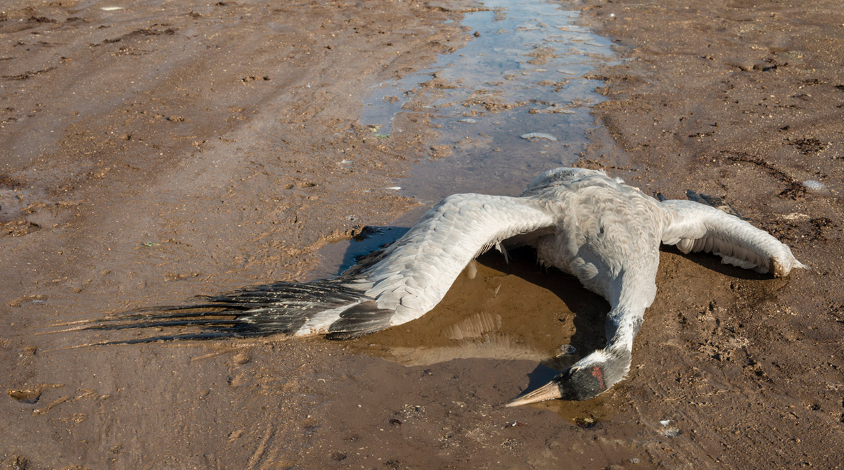Vogelgrippe rafft Kraniche dahin