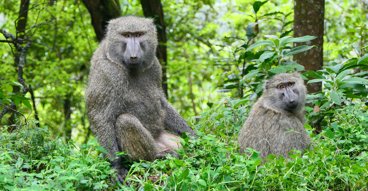 Warum Männchen und Weibchen oft unterschiedlich lange leben