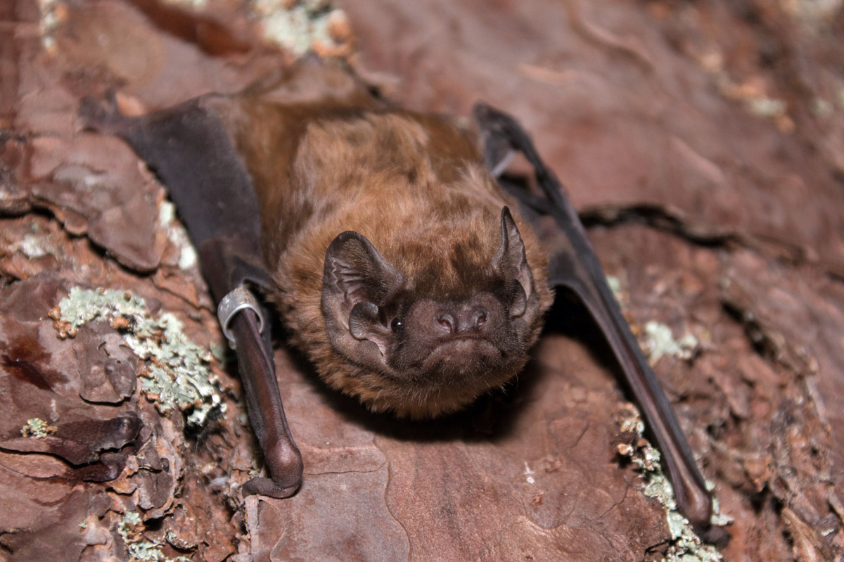 Wie Europas größte Fledermaus Vögel im Flug jagt und frisst
