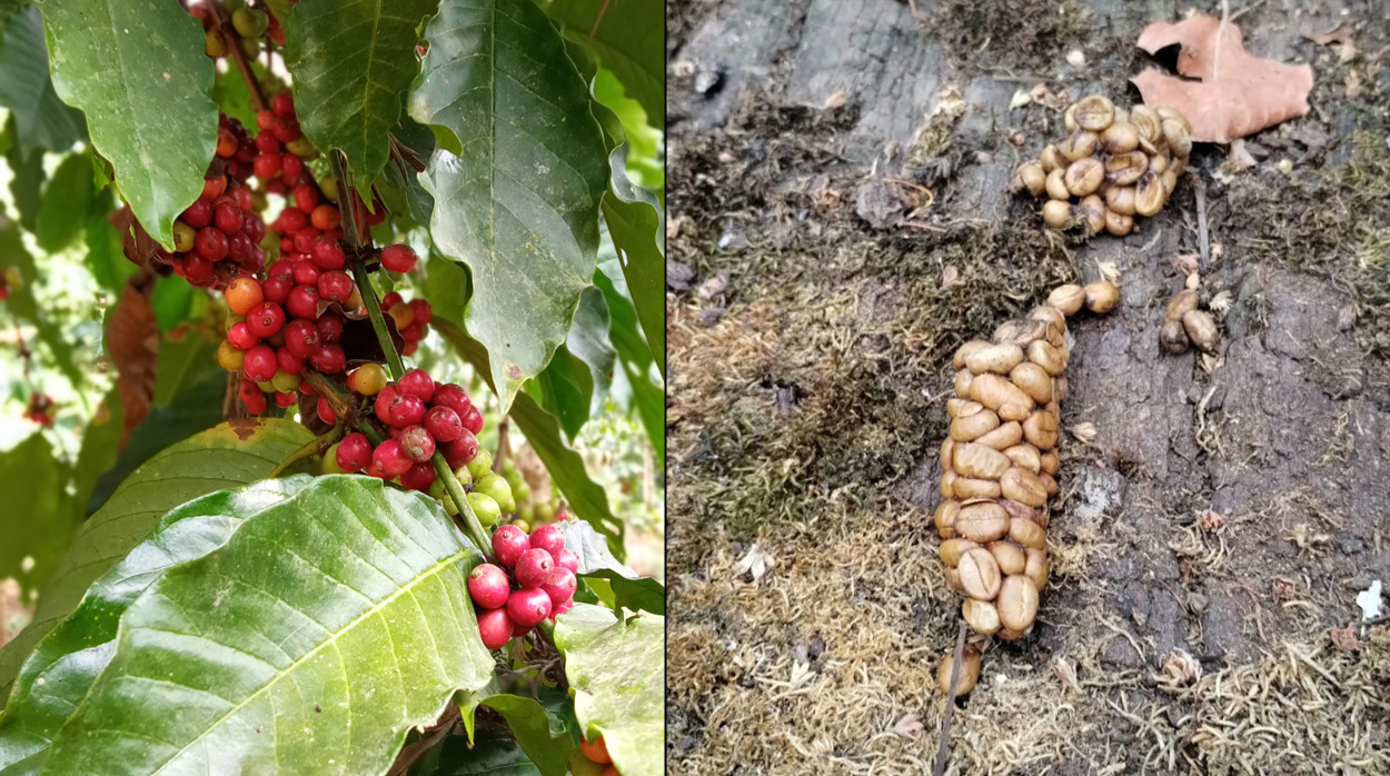 Wie sich Kaffeebohnen im Schleichkatzendarm verändern