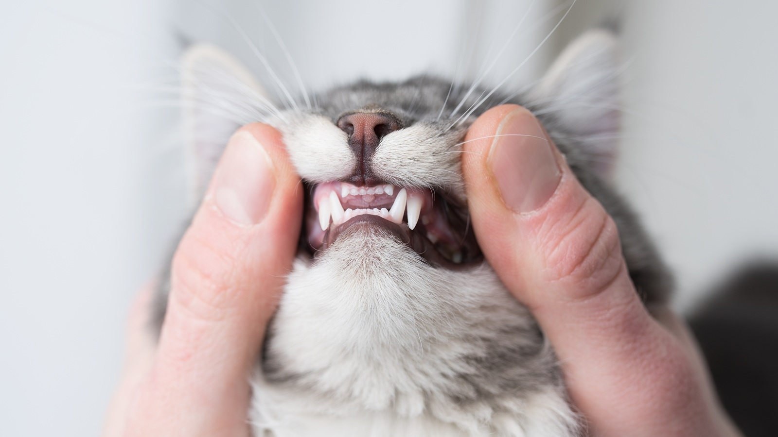 Zahnstein bei Katzen: Grundlagen, Forschungslücken und Perspektiven