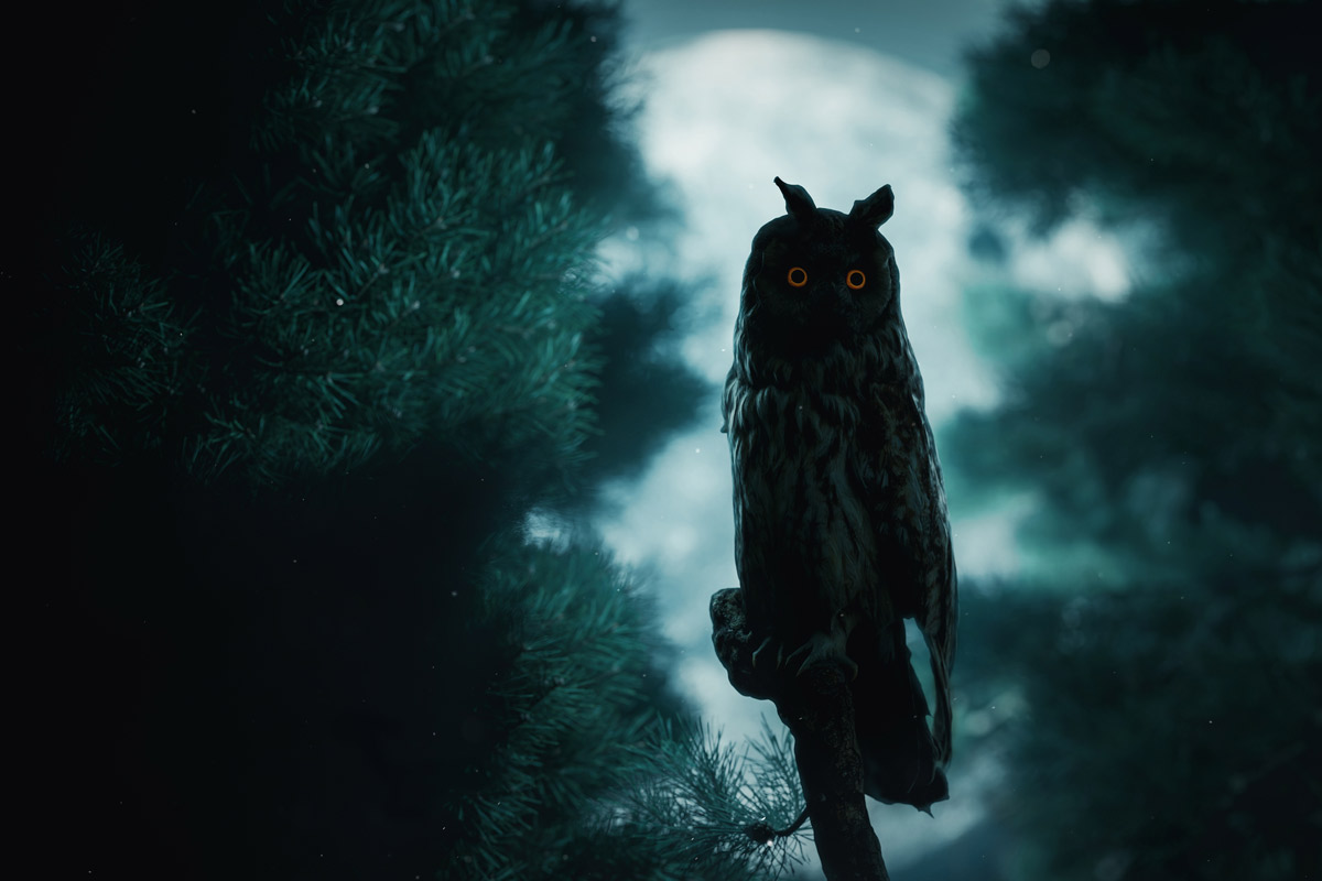 Zu Besuch bei den wahren Geschöpfen der Nacht