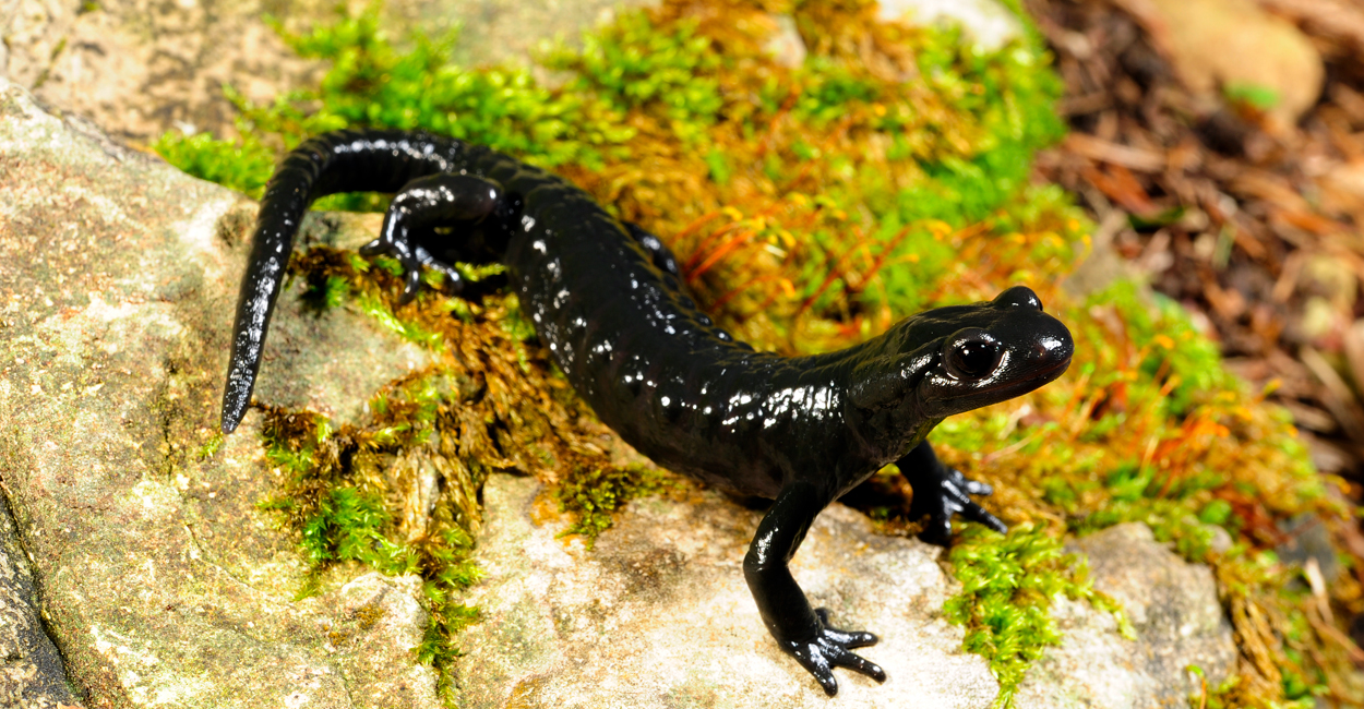 Alpensalamander ist „Lurch des Jahres“ 2026