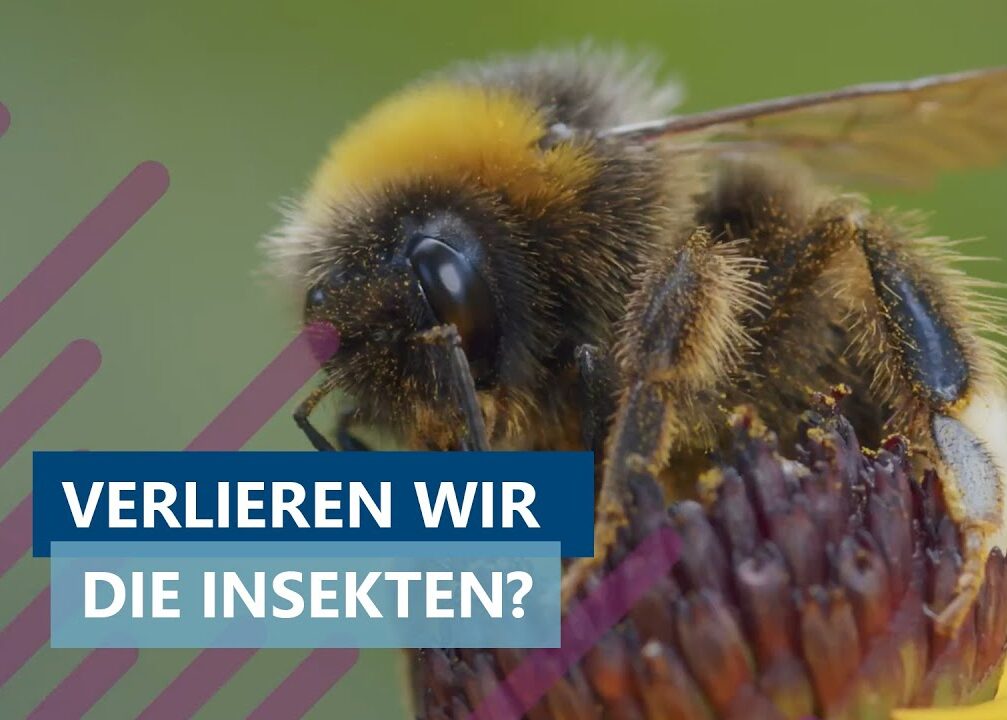 Das Insektensterben im Visier