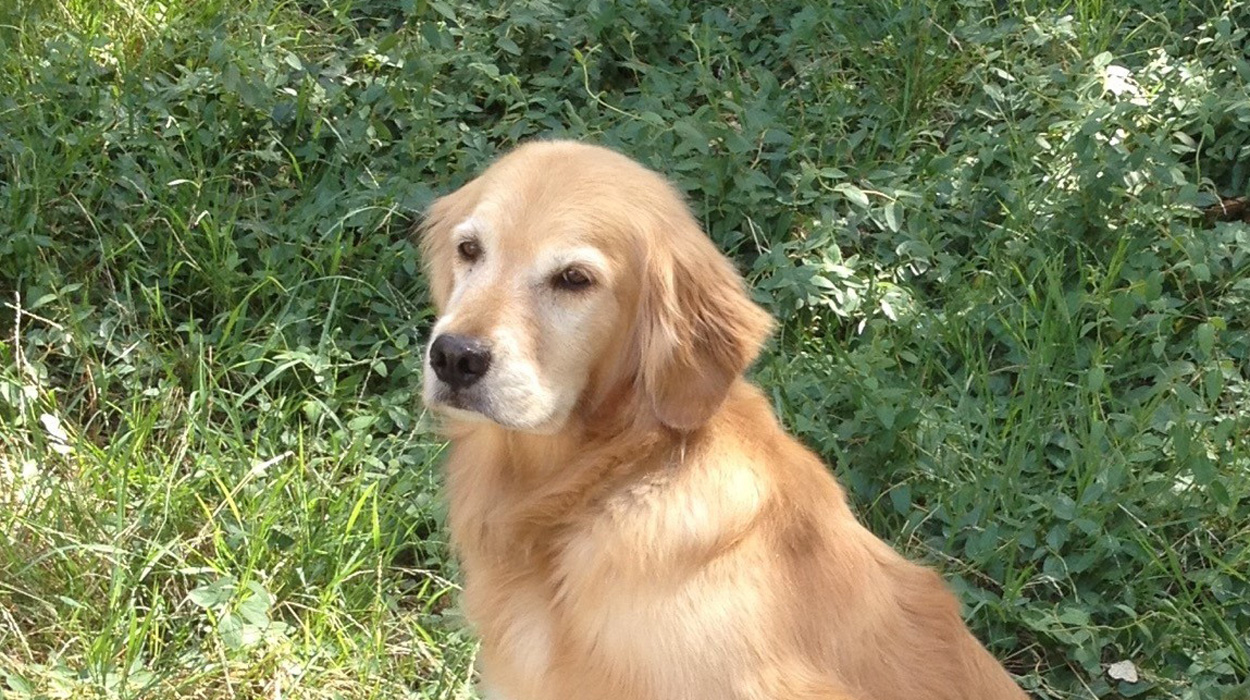 Die gleichen Gene prägen Verhalten bei Menschen und Hunden