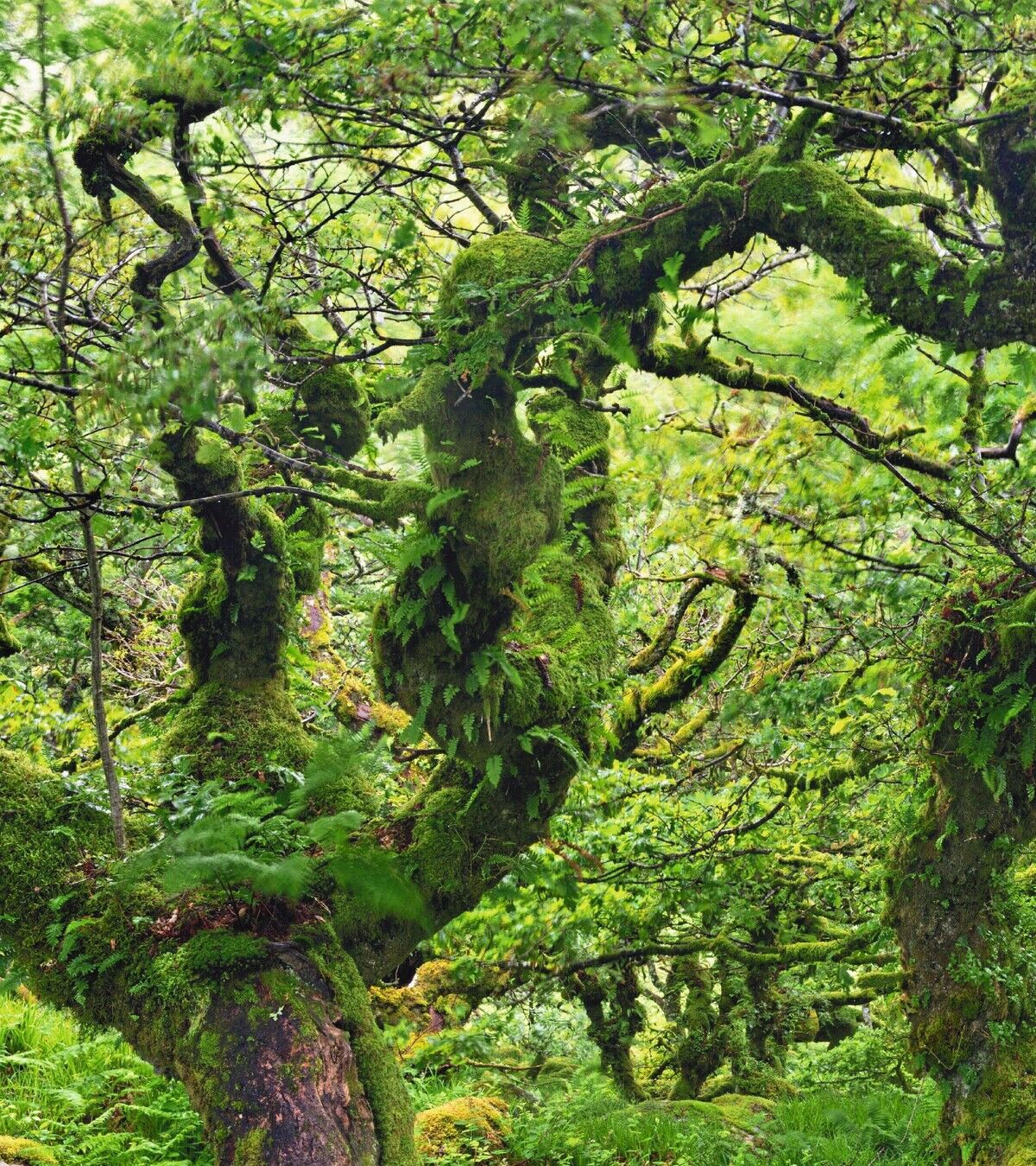 Europas vergessene Regenwälder