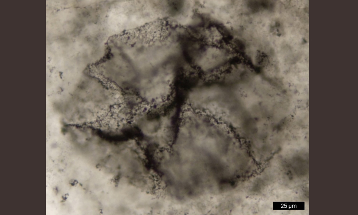 KI identifiziert 3,3 Milliarden Jahre alte Spuren des Lebens