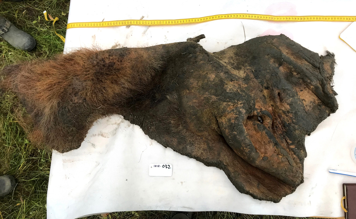 Mammut liefert erstmals knapp 40.000 Jahre alte RNA