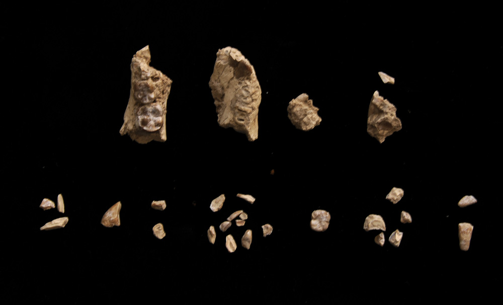 Rätselhafter Fuß gehörte primitiver Australopithecus-Art