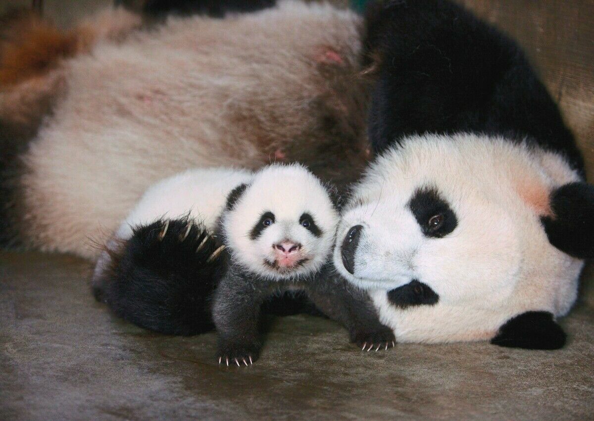 Tierische Sexualzyklen