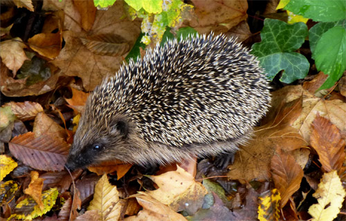 Typisch Herbst