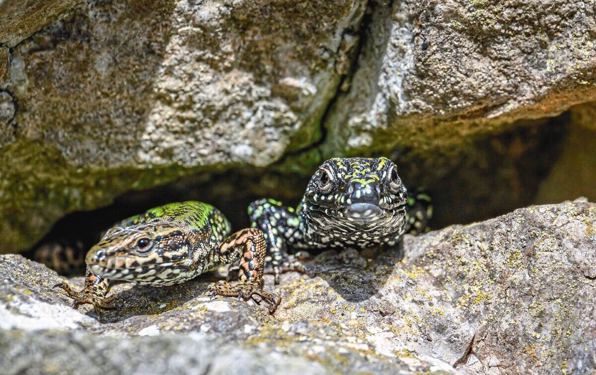 Auf der Lauer: Eidechsen umsiedeln