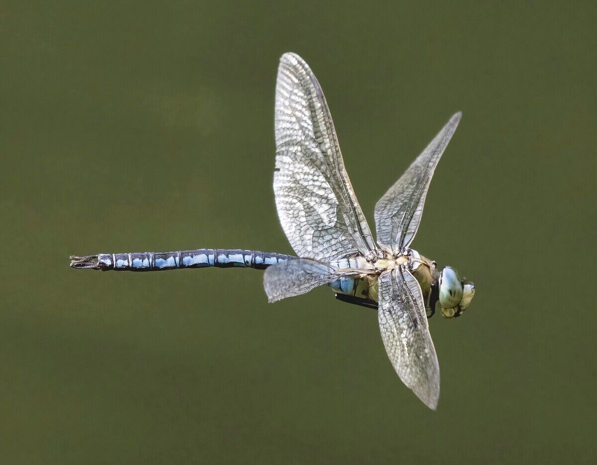 Flugkunst im Kleinformat