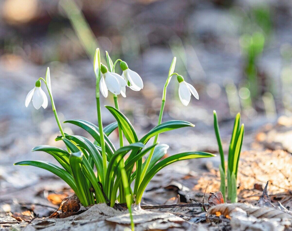 Schneeglöckchen: Geliebte Frühlingsboten