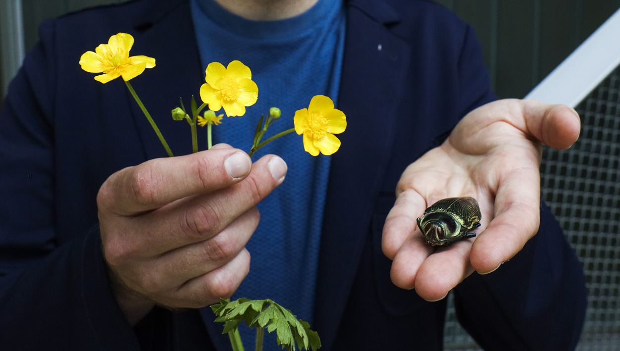 Glänzende Blüten: Zweischneidiges Signal für Bestäuber