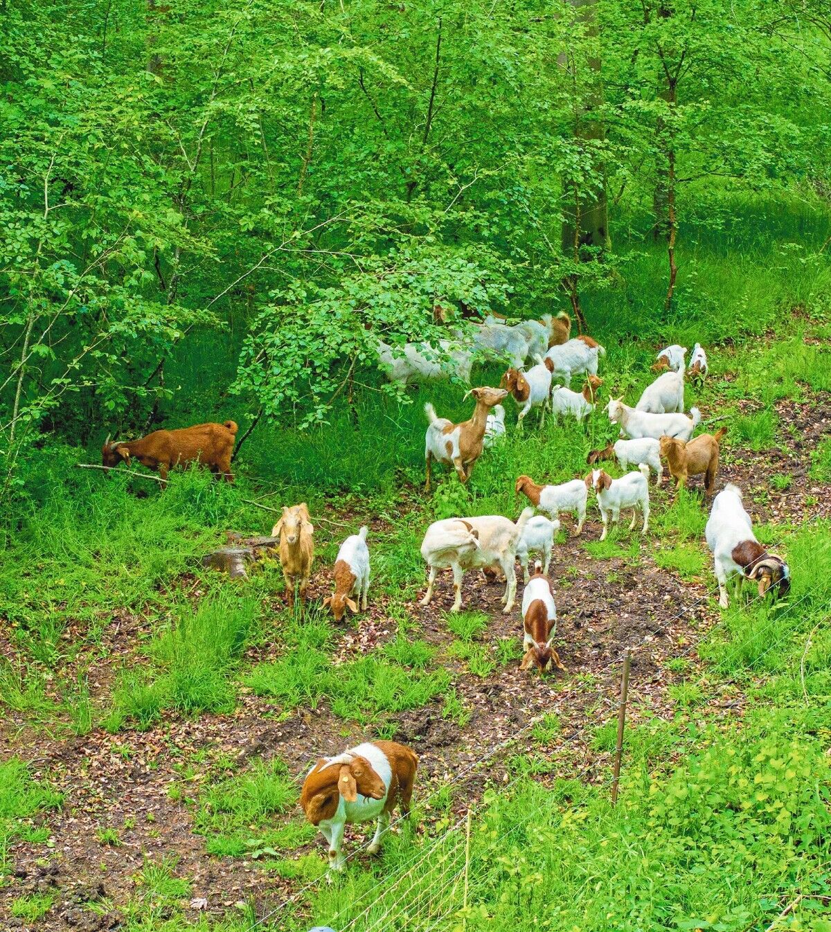 Rückkehr der Waldweiden