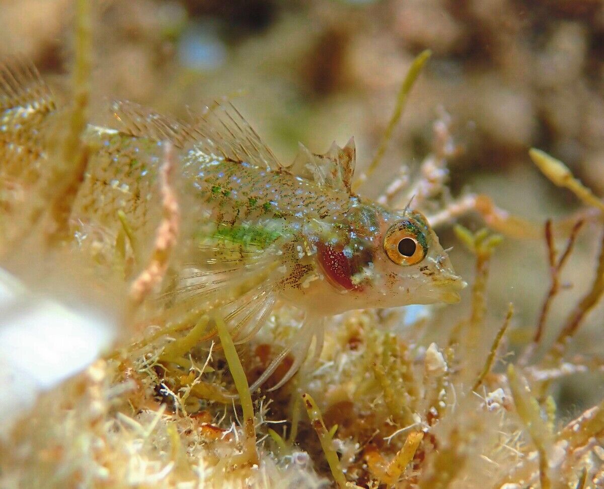 Leuchtender Spitzkopfschleimfisch: Schau mir in die Augen
