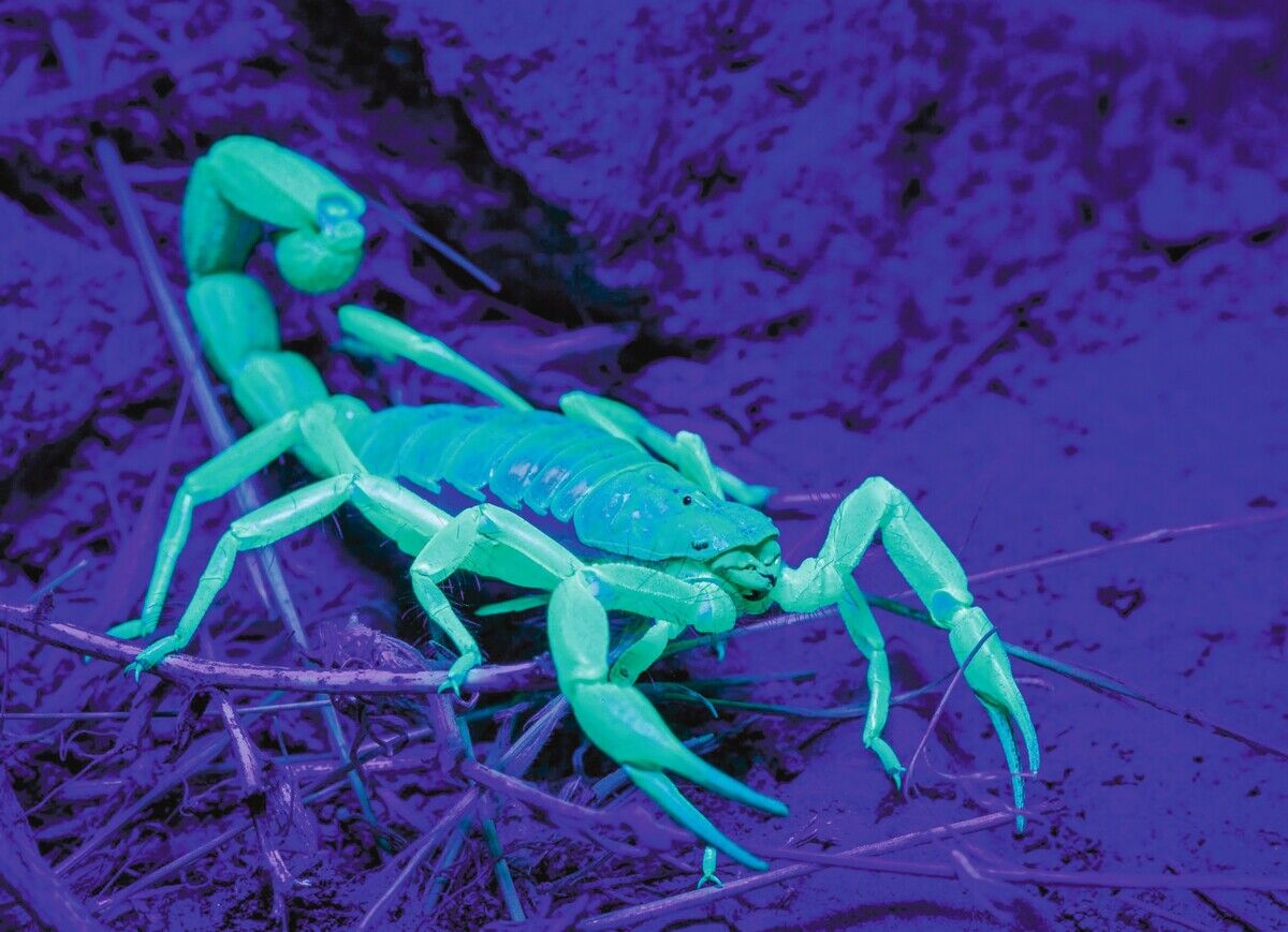 Fluoreszenz: Schöner Schein