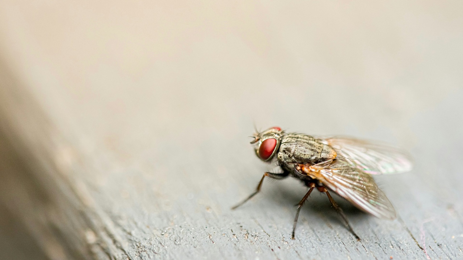 Ungebetene Mitbewohner – Was Fliegen in Innenräumen aus biologischer Sicht bedeuten
