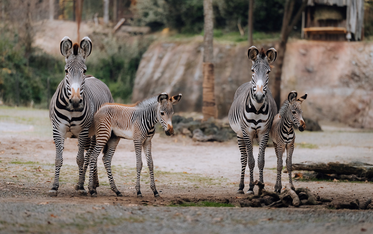 Alternde Zootiere gefährden die Artenschutz-Ziele