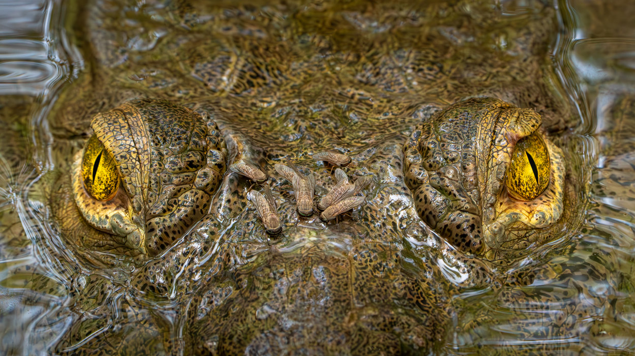 Auge in Auge mit einem Krokodil