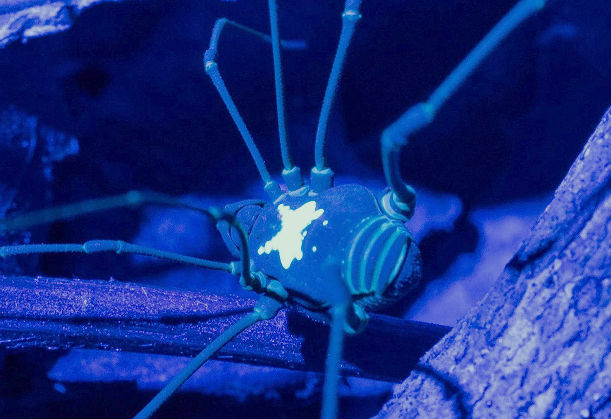 Biofluoreszenz: Leuchtende Signale im Regenwald