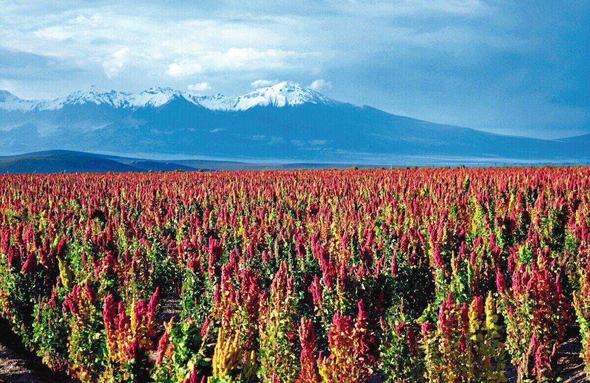 Quinoa: Das „Inkakorn“ aus Südamerika