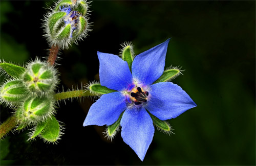 Essbare Blüte