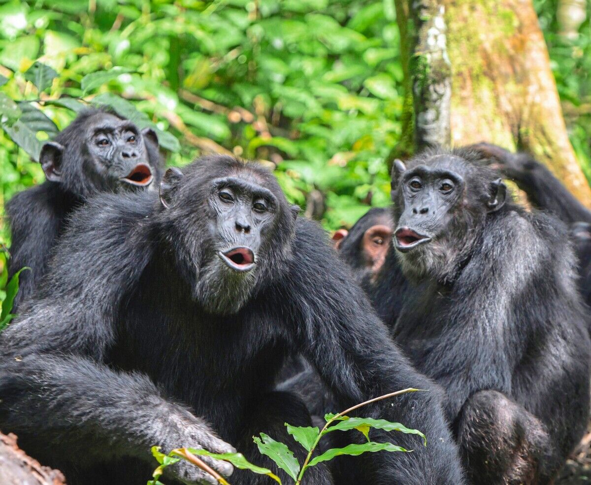 Evolution der Sprache: ein Update