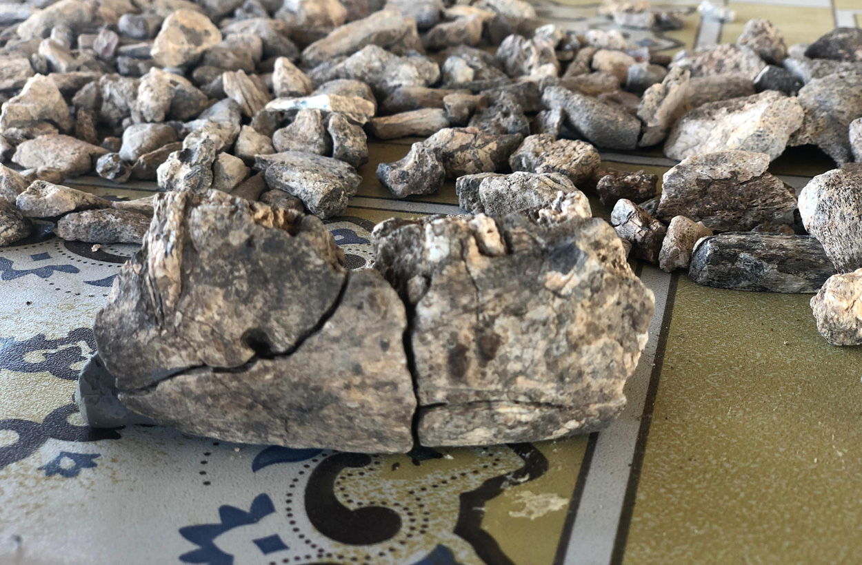 Fossilfund belegt weite Verbreitung des Paranthropus