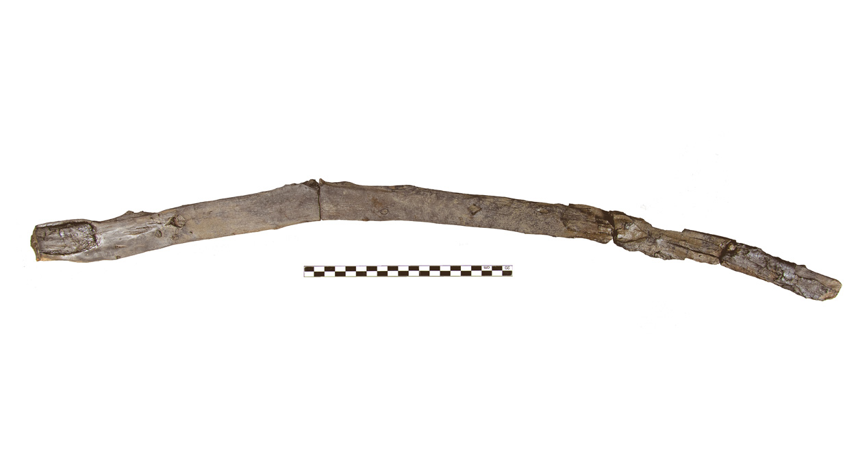 Frühester Nachweis von prähistorischen Holzwerkzeugen