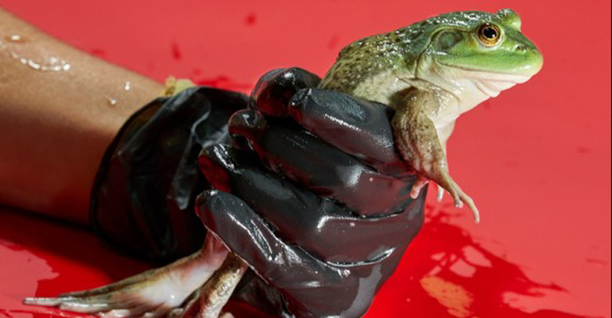 Für Amphibien tödlicher Pilz kam aus Brasilien