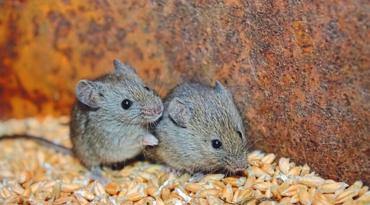 Tierkommunikation: Tiere „sprechen“ anders