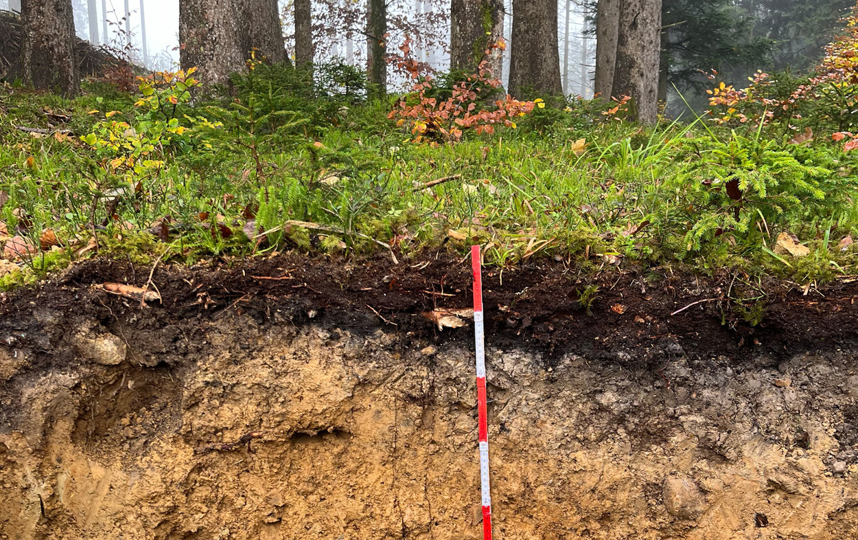 Waldboden kann Baumverlust ausgleichen - – vorübergehend