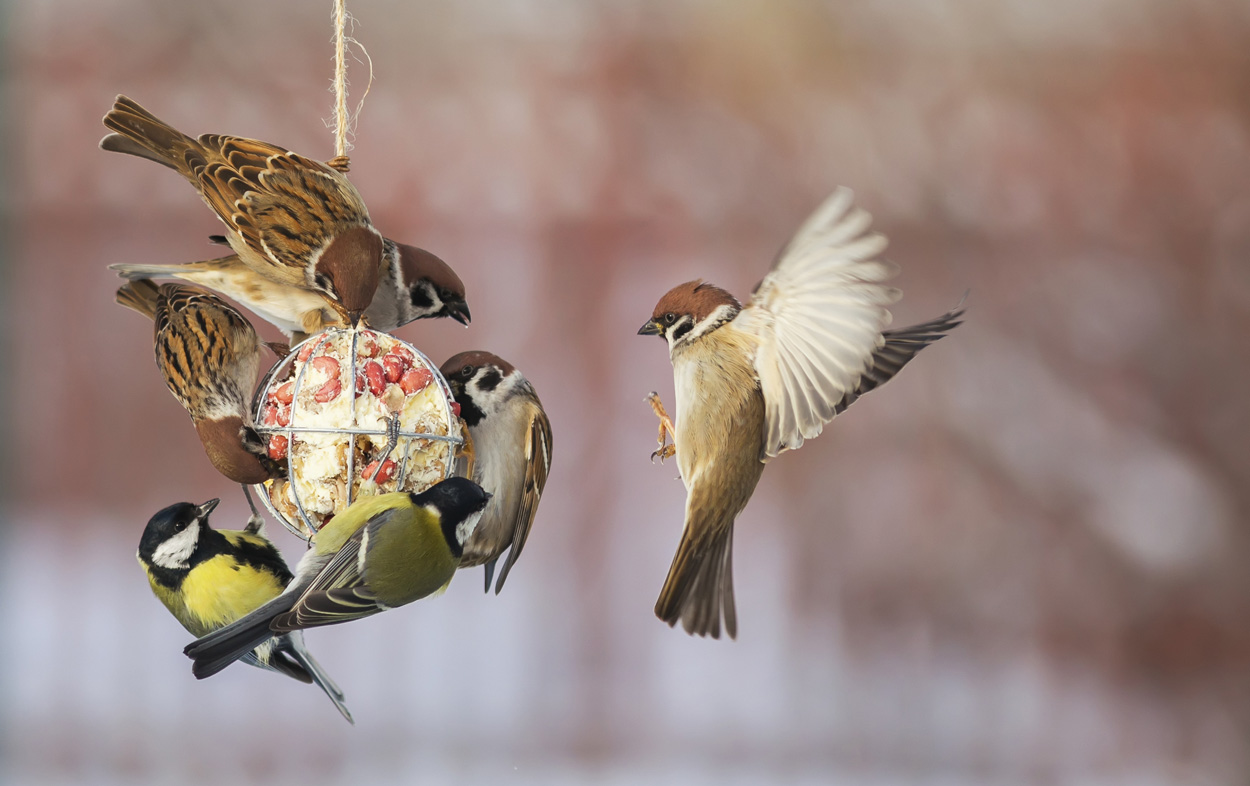 Winterfütterung von Vögeln und Wildtieren – was ist sinnvoll?