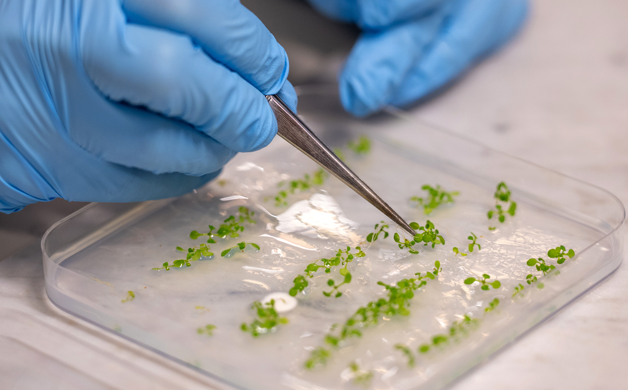 Nanopartikel machen Pflanze zum Biohybrid
