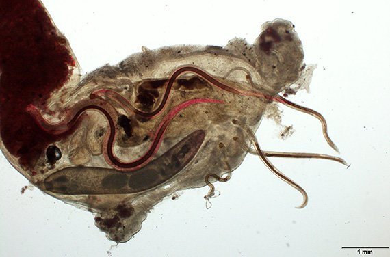 Fischparasiten