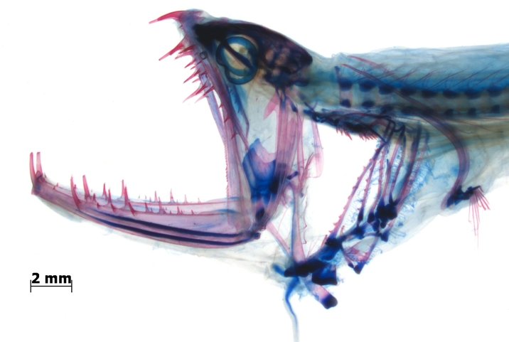 Artikelbild