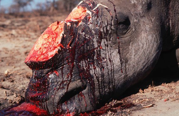Nashorn2